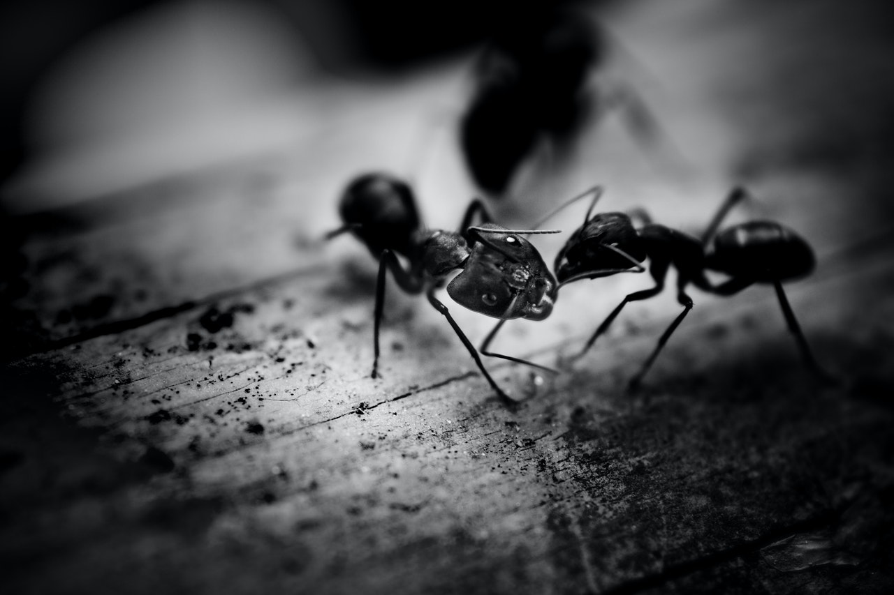 usuwanie mrowek