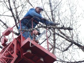 fachowa wycinka drzew